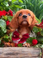Cherry , a female Golden Retriever and Cavalier King Charles Spaniel for sale in Appomattox, VA – 2 of 7
