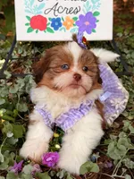Blue eyes AKC , a female Shih Tzu for sale in Appomattox, VA – 6 of 7