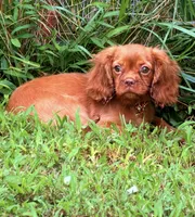 Cryptic , a female Cavalier King Charles Spaniel for sale in Appomattox, VA – 3 of 4