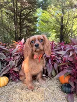 Fully potty trained , a male Cavalier King Charles Spaniel for sale in Appomattox, VA – 4 of 5