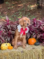 Bee- new pics  , a female Miniature Golden Retriever for sale in Appomattox, VA – 2 of 9