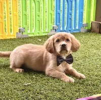 Bolt , a male Golden Retriever and Cavalier King Charles Spaniel for sale in Appomattox, VA – 5 of 7
