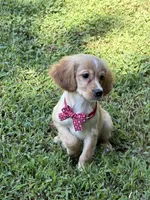 Arthur , a male Golden Retriever and Cavalier King Charles Spaniel for sale in Appomattox, VA – 5 of 10
