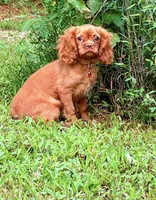 Cryptic , a female Cavalier King Charles Spaniel for sale in Appomattox, VA – 2 of 4