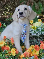 Kona Va , a male Miniature Golden Retriever for sale in Appomattox, VA – 6 of 9
