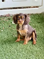 Hazel , a female Cavalier King Charles Spaniel for sale in Appomattox, VA – 2 of 6
