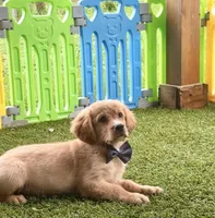Bolt , a male Golden Retriever and Cavalier King Charles Spaniel for sale in Appomattox, VA – 4 of 7
