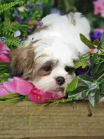 Ollie Va , a male Shih Tzu for sale in Appomattox, VA – 4 of 5
