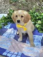 Fred , a male Miniature Golden Retriever for sale in Appomattox, VA – 6 of 9