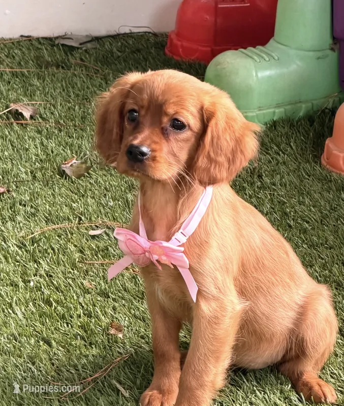 Bee  – Golden Retriever, Cavalier King Charles Spaniel puppy for sale in Appomattox, VA