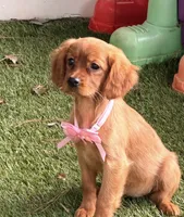 Bee , a female Golden Retriever and Cavalier King Charles Spaniel for sale in Appomattox, VA – 1 of 7