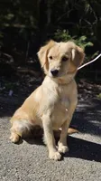 Tod , a male Miniature Golden Retriever for sale in Appomattox, VA – 6 of 7
