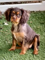Hazel , a female Cavalier King Charles Spaniel for sale in Appomattox, VA – 6 of 6