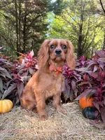 Fully potty trained , a male Cavalier King Charles Spaniel for sale in Appomattox, VA – 2 of 5