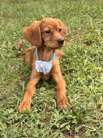 Bee , a female Miniature Golden Retriever for sale in Appomattox, VA – 7 of 10