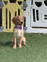 Ryan, low shedding coat! , a male Cavalier King Charles Spaniel and English Cream Golden Retriever for sale in Appomattox, VA – 1 of 3