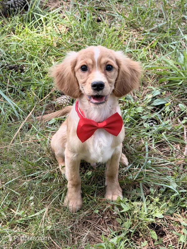 Arthur  – Miniature Golden Retriever puppy for sale in Appomattox, VA