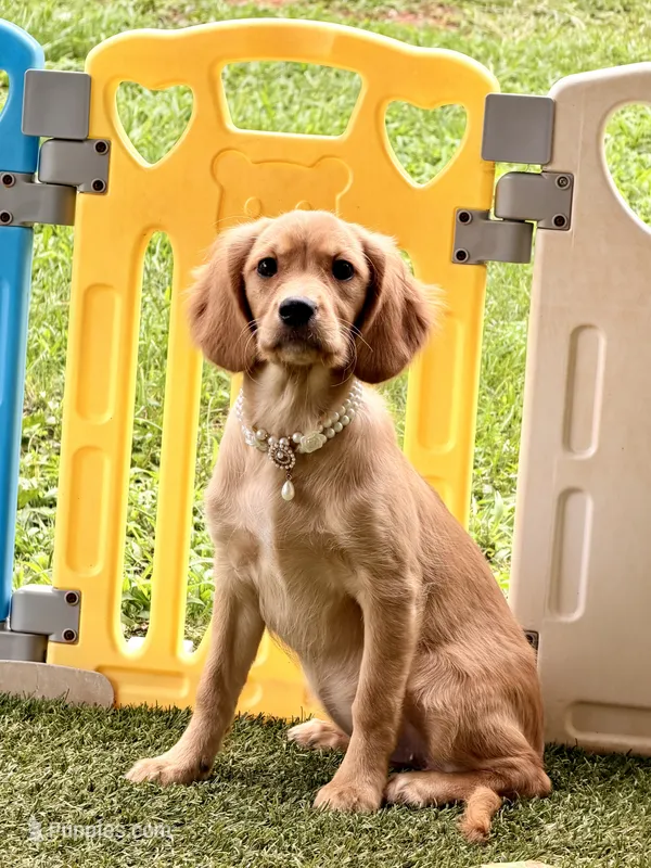 Maddie  – Cavalier King Charles Spaniel, English Cream Golden Retriever puppy for sale in Appomattox, VA