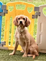 Maddie , a female Cavalier King Charles Spaniel and English Cream Golden Retriever for sale in Appomattox, VA – 1 of 4