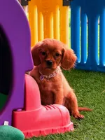 Lainey , a female Golden Retriever and Cavalier King Charles Spaniel for sale in Appomattox, VA – 2 of 7