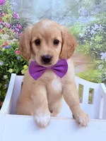 Cupid, a male Miniature Golden Retriever for sale in Appomattox, VA – 3 of 6