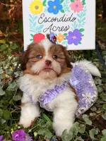 Blue eyes AKC , a female Shih Tzu for sale in Appomattox, VA – 7 of 7