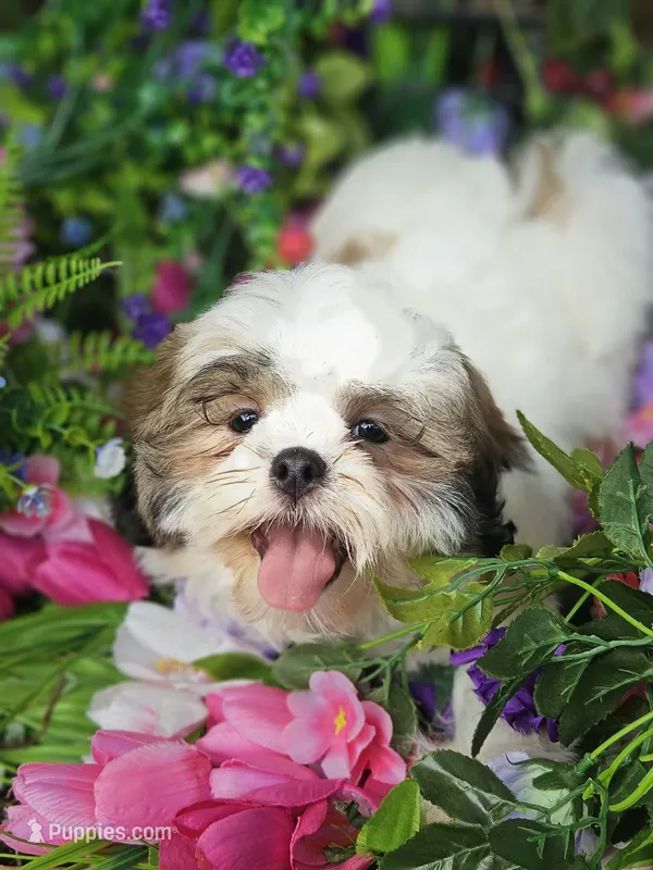 Ollie Va  – Shih Tzu puppy for sale in Appomattox, VA