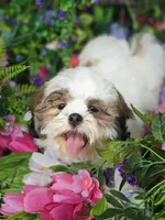 Ollie Va , a male Shih Tzu for sale in Appomattox, VA – 1 of 5