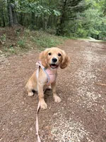Jack, low shedding coat! , a male Cavalier King Charles Spaniel and English Cream Golden Retriever for sale in Appomattox, VA – 2 of 5