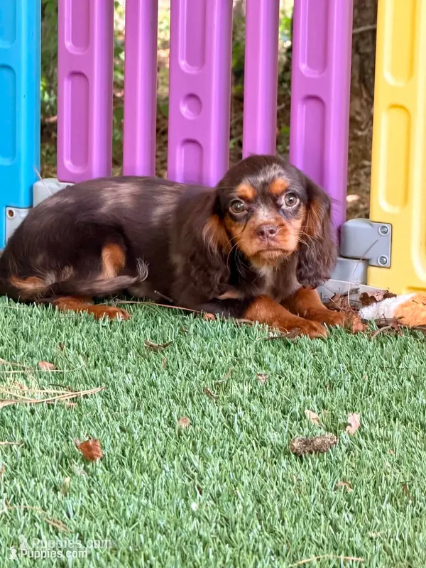 Hazel  – Cavalier King Charles Spaniel puppy for sale in Appomattox, VA