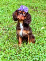 Amethyst , a female Cavalier King Charles Spaniel for sale in Appomattox, VA – 4 of 6