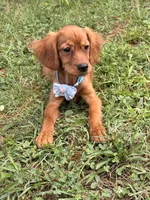 Bee , a female Miniature Golden Retriever for sale in Appomattox, VA – 4 of 10