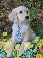 Kona Va , a male Miniature Golden Retriever for sale in Appomattox, VA – 9 of 9