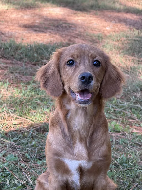 Bee- new pics   – Miniature Golden Retriever puppy for sale in Appomattox, VA
