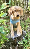 Cupid, a male Miniature Golden Retriever for sale in Appomattox, VA – 2 of 7