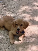 Bolt potty trained , a male Miniature Golden Retriever for sale in Appomattox, VA – 8 of 10