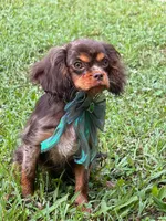 Gema , a female Cavalier King Charles Spaniel for sale in Appomattox, VA – 3 of 4