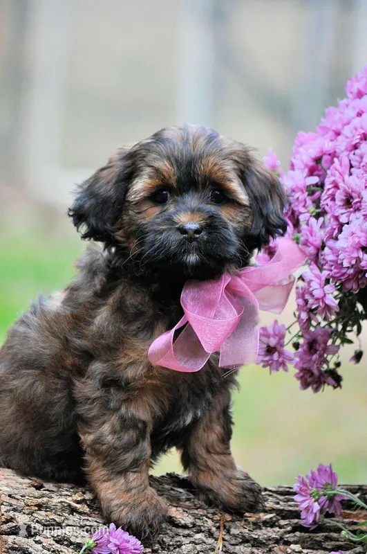 bonnie Va, a female Shihpoo for sale in Appomattox, VA – Photo 1 of 3