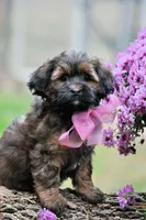bonnie Va, a female Shihpoo for sale in Appomattox, VA – Photo 1 of 3