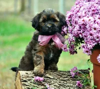 bonnie Va, a female Shihpoo for sale in Appomattox, VA – Photo 2 of 3