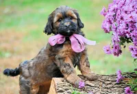 bonnie Va, a female Shihpoo for sale in Appomattox, VA – Photo 3 of 3