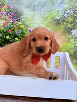 Fred , a male Miniature Golden Retriever for sale in Appomattox, VA – 2 of 6