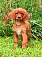 Cherry , a female Golden Retriever and Cavalier King Charles Spaniel for sale in Appomattox, VA – 3 of 7