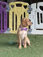 Ryan, low shedding coat! , a male Cavalier King Charles Spaniel and English Cream Golden Retriever for sale in Appomattox, VA – 3 of 3