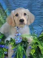 Kona Va , a male Miniature Golden Retriever for sale in Appomattox, VA – 7 of 9