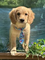 Tod , a male Miniature Golden Retriever for sale in Appomattox, VA – 10 of 10