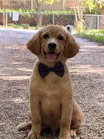 Bolt potty trained , a male Miniature Golden Retriever for sale in Appomattox, VA – 4 of 10