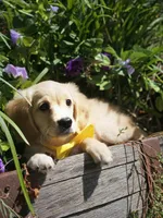 Fred , a male Miniature Golden Retriever for sale in Appomattox, VA – 7 of 9