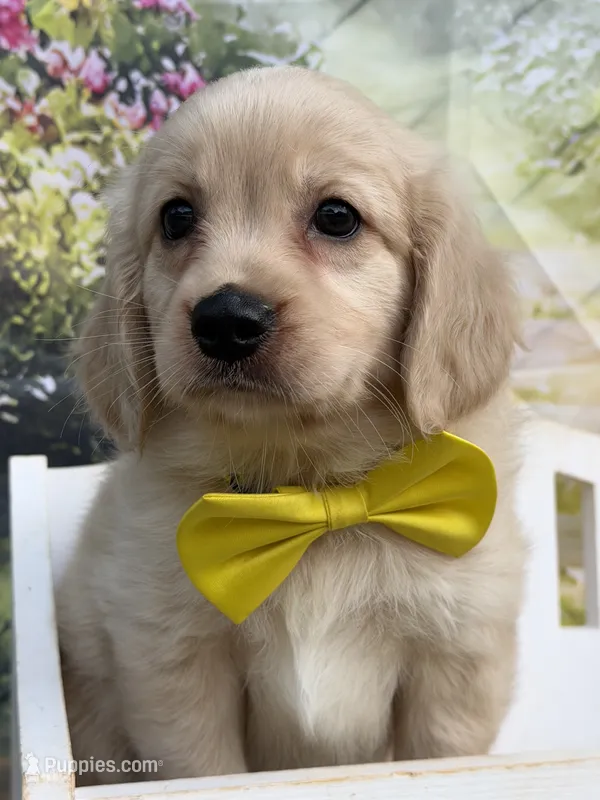 Yeti  – Miniature Golden Retriever puppy for sale in Appomattox, VA