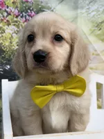 Yeti , a male Miniature Golden Retriever for sale in Appomattox, VA – 1 of 7